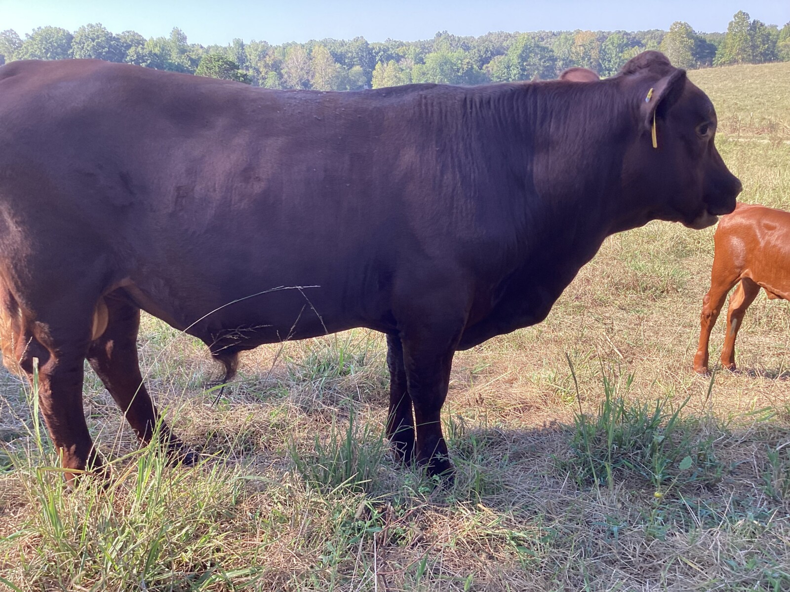 Purebred bull for sale