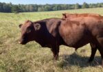 Purebred bull for sale
