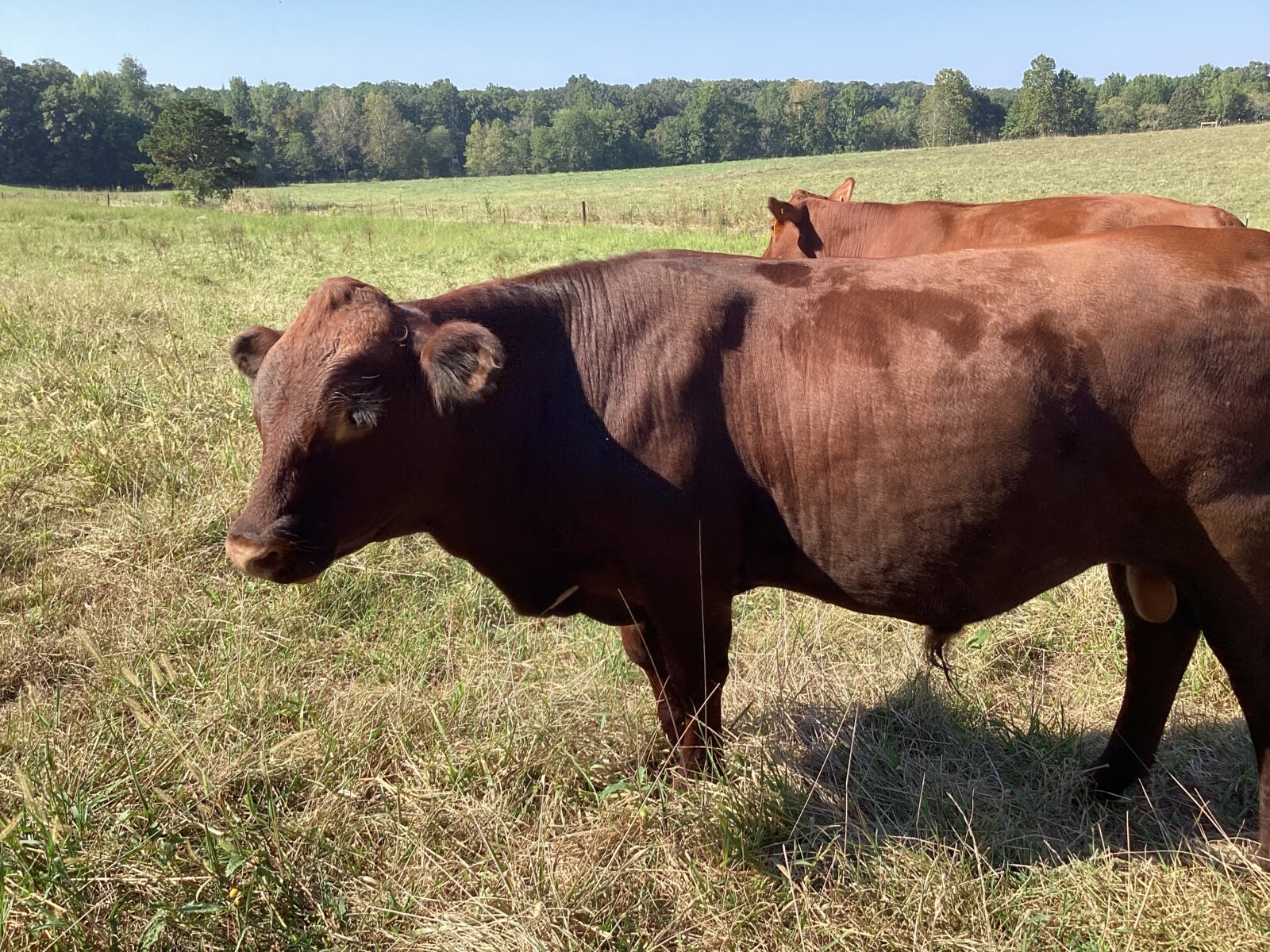Purebred bull for sale