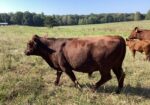 Purebred bull for sale