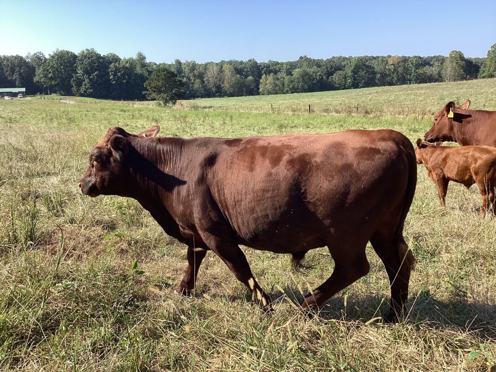 Purebred bull for sale