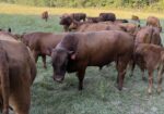 Six-year-old 50% commercial cow bread back full blood South pole bull