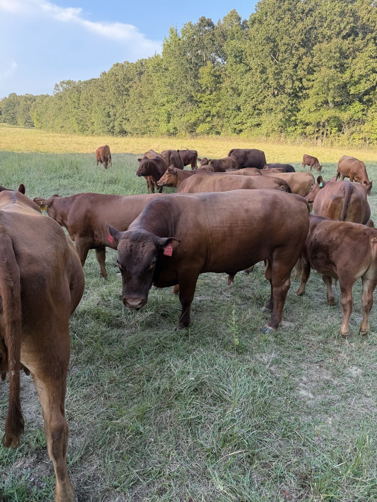 Six-year-old 50% commercial cow bread back full blood South pole bull