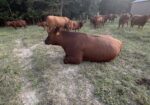 Six-year-old 50% commercial cow bread back full blood South pole bull