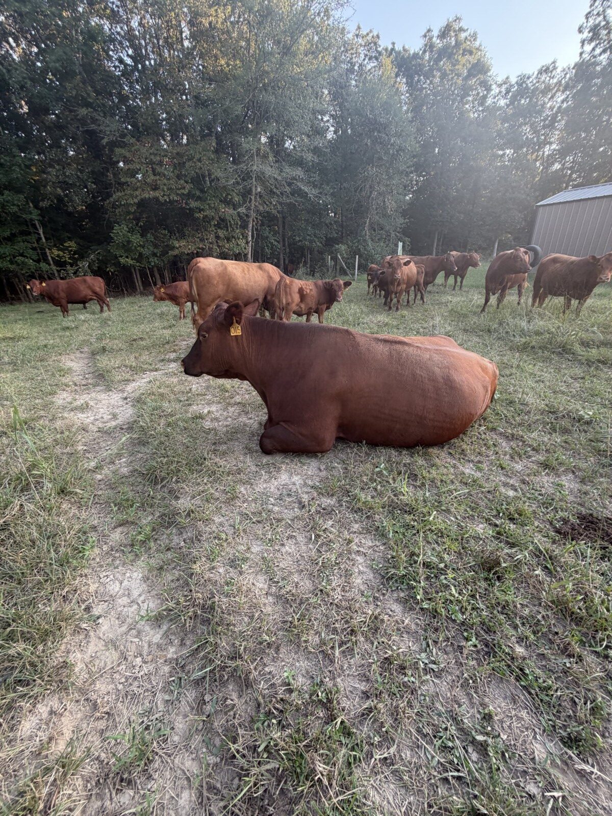 Six-year-old 50% commercial cow bread back full blood South pole bull