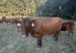 Six-year-old 50% commercial cow bread back full blood South pole bull