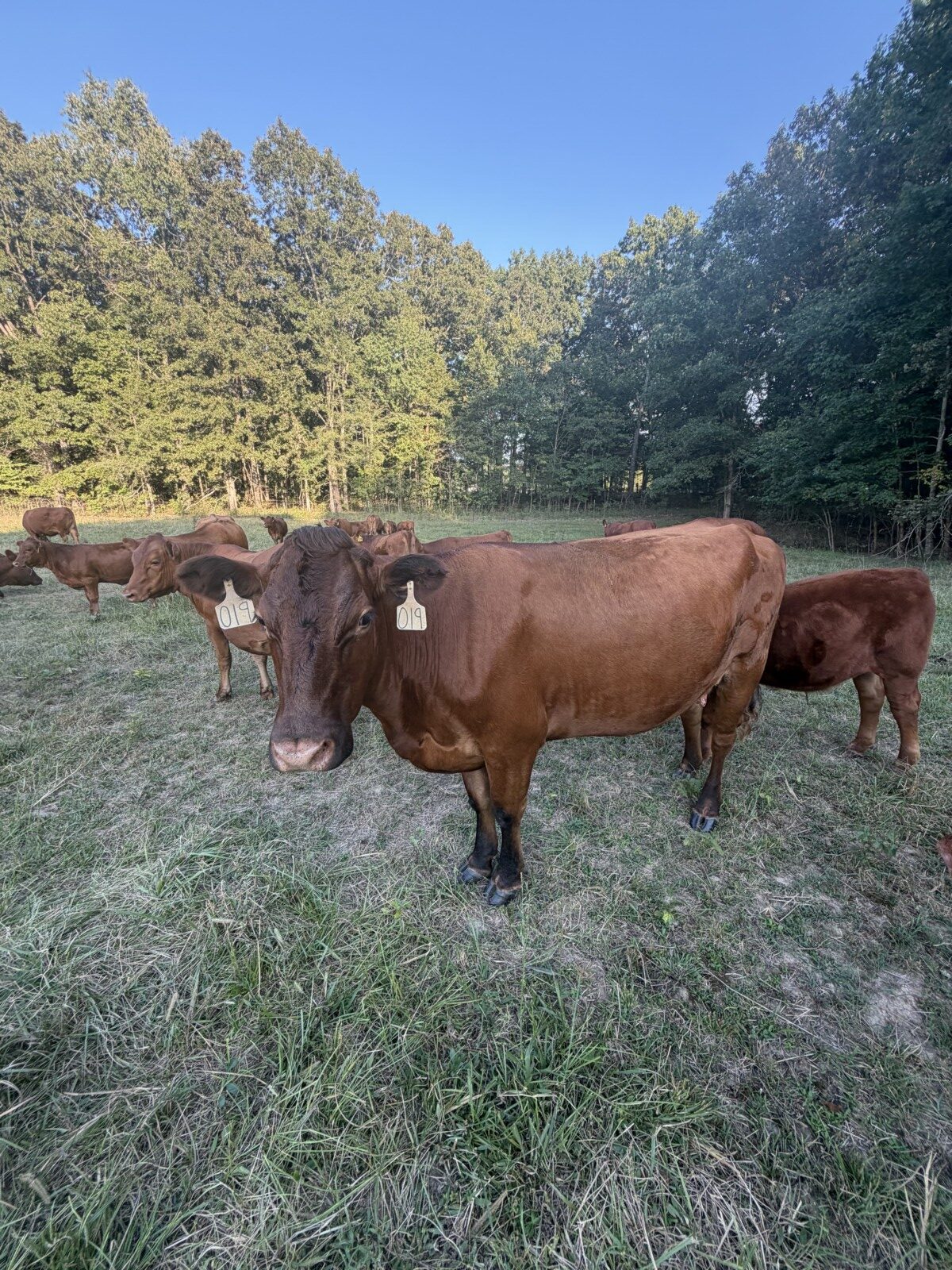 Six-year-old 50% commercial cow bread back full blood South pole bull