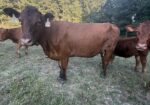Six-year-old 50% commercial cow bread back full blood South pole bull