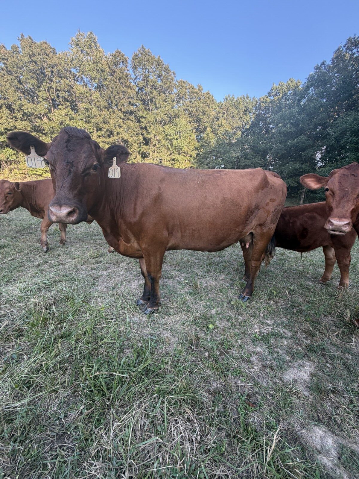 Six-year-old 50% commercial cow bread back full blood South pole bull