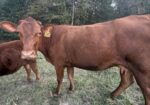 Six-year-old 50% commercial cow bread back full blood South pole bull