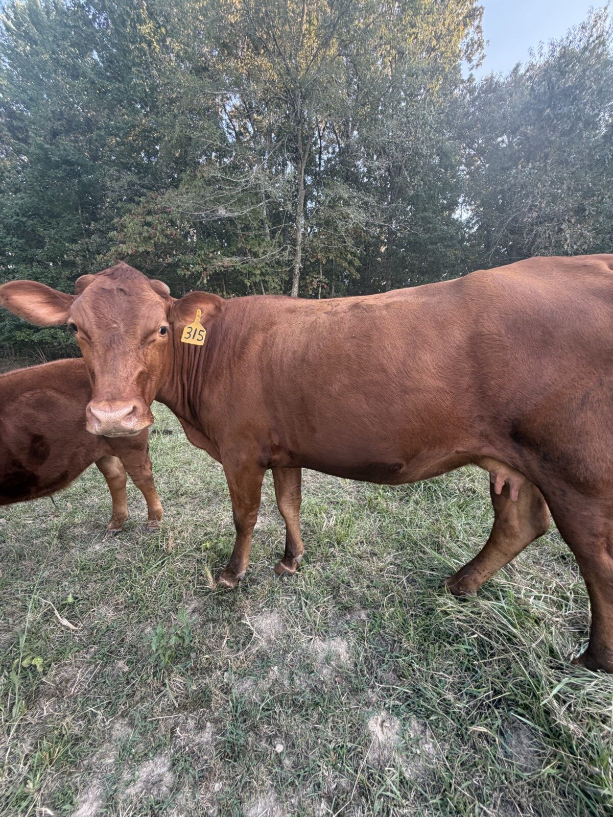 Six-year-old 50% commercial cow bread back full blood South pole bull