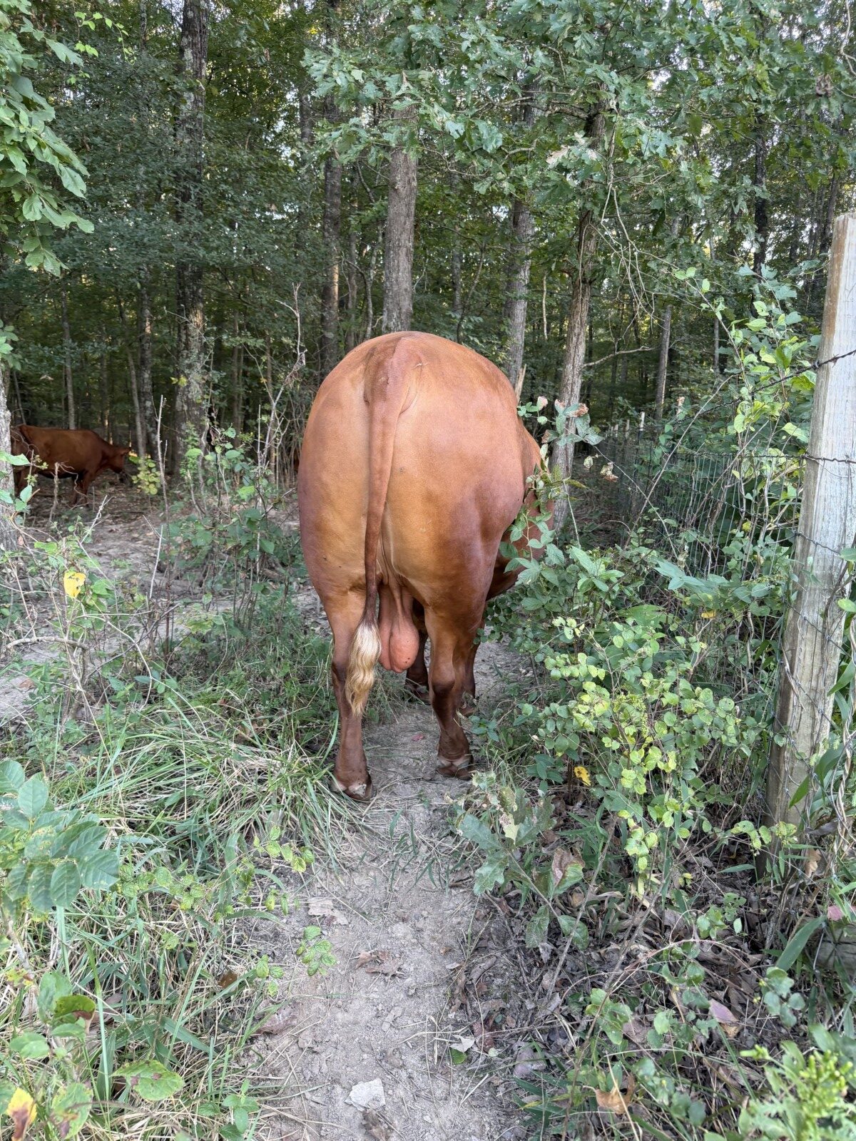 2 1/2 year-old full blood bull for trade or sell