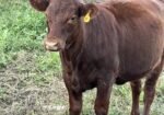 4 Heifers
