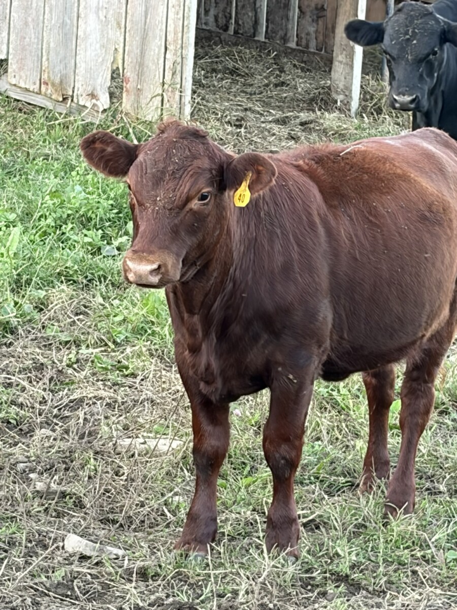 4 Heifers