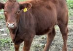 4 Heifers