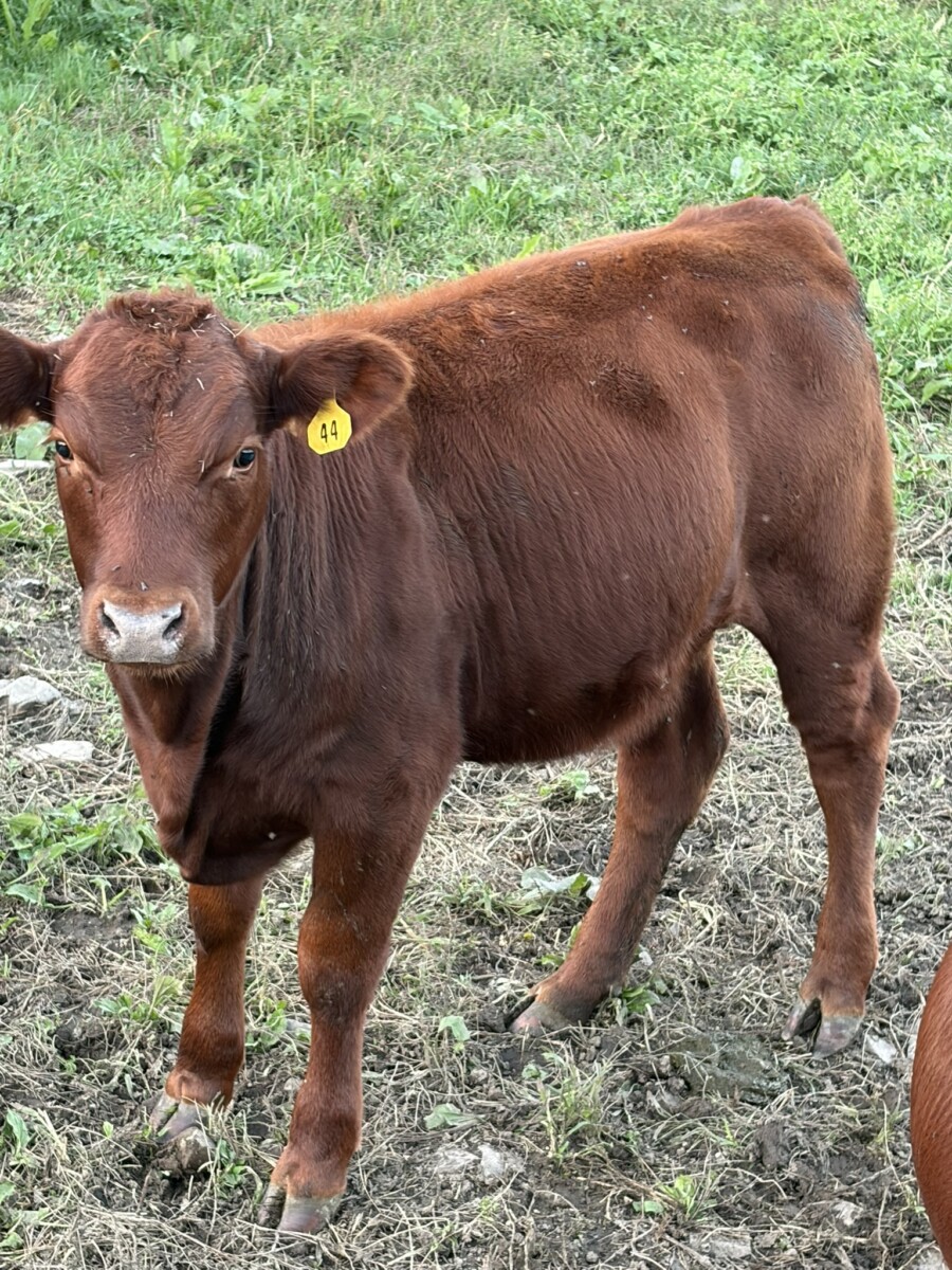 4 Heifers