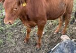 4 Heifers