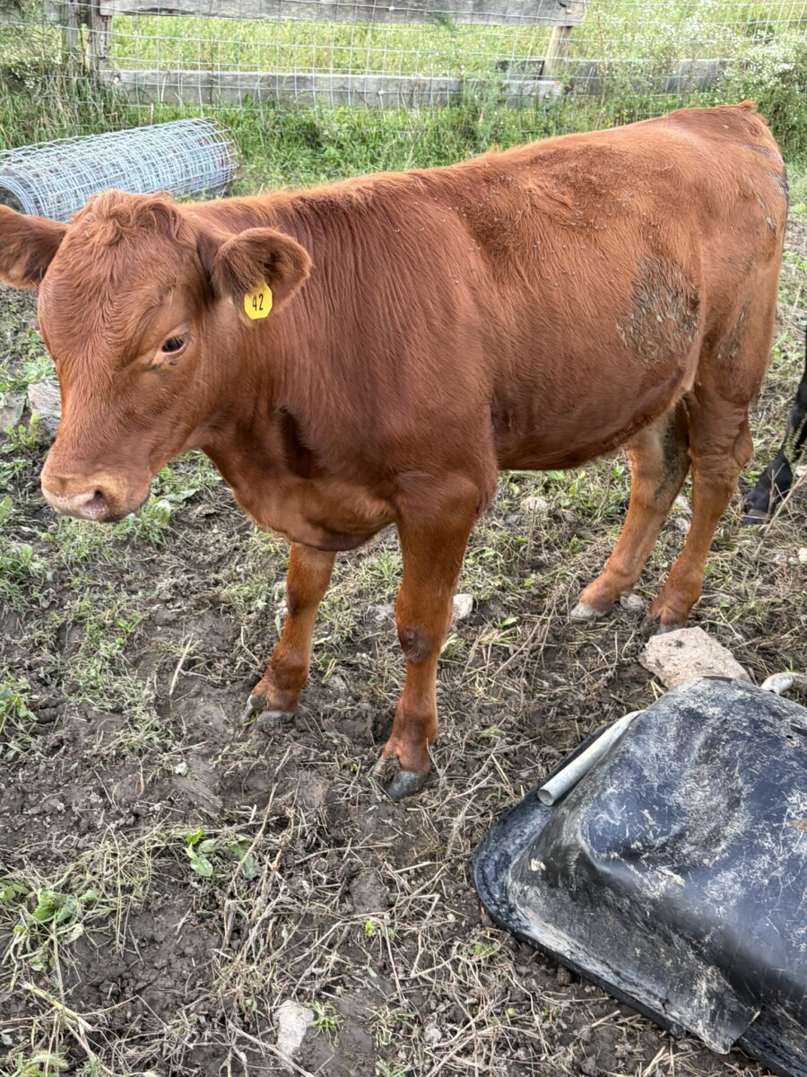 4 Heifers