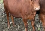 4 Heifers