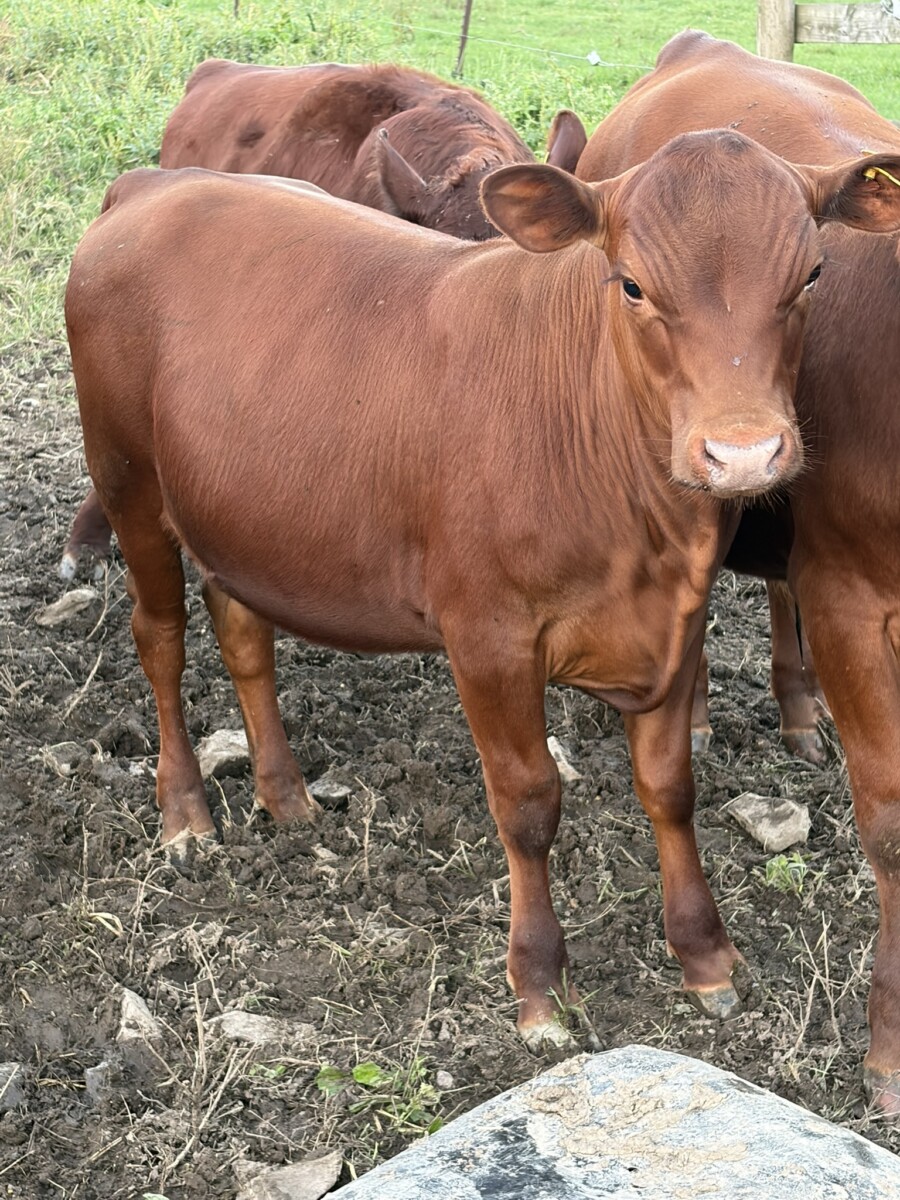 4 Heifers