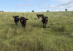 50% South Poll Heifers