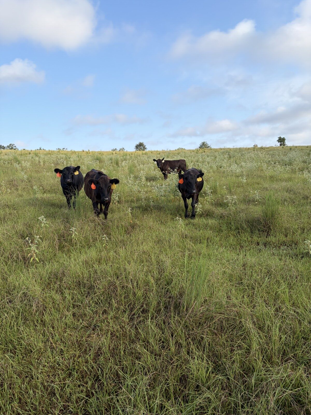 50% South Poll Heifers