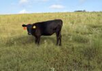 50% South Poll Heifers