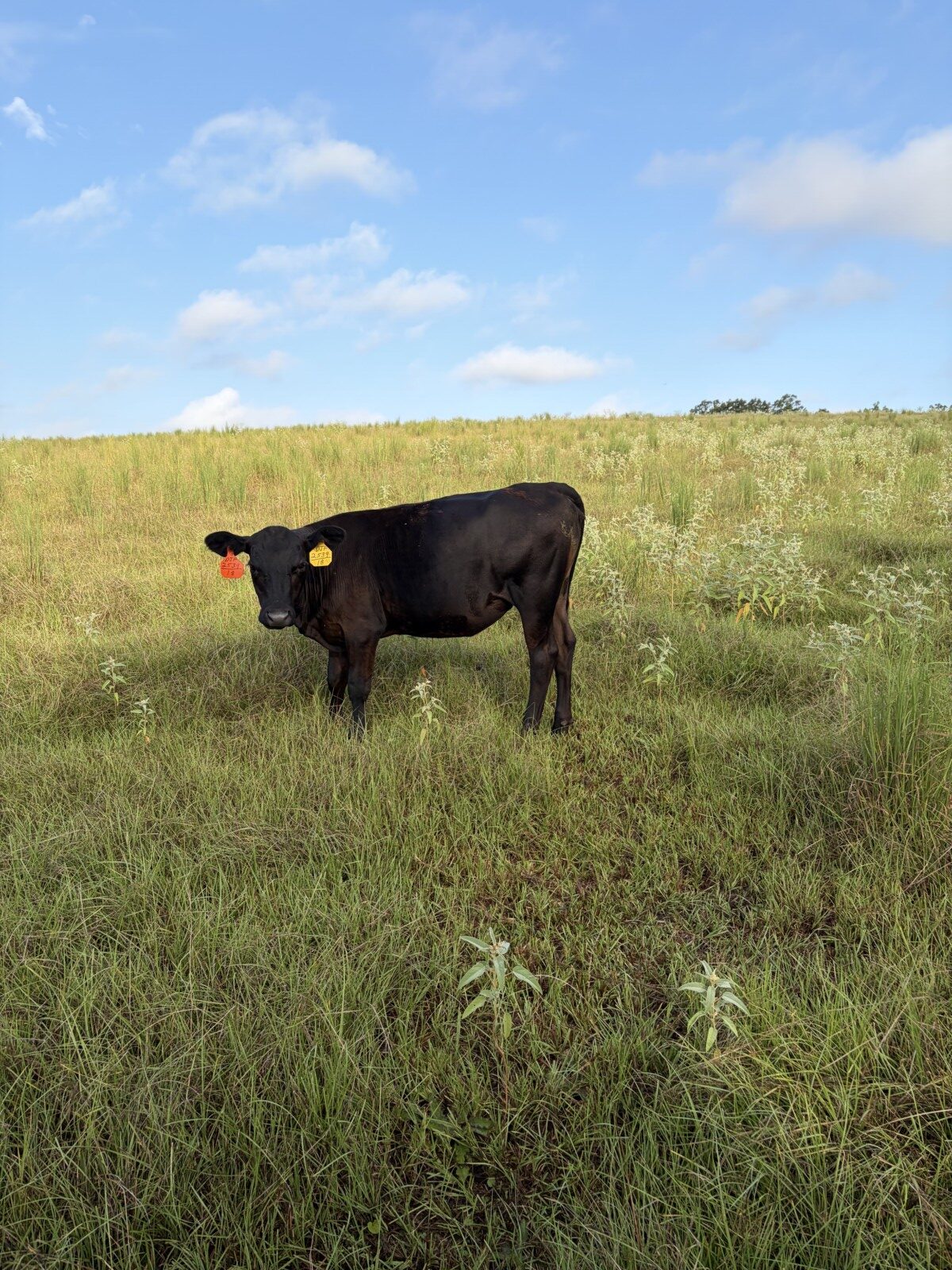 50% South Poll Heifers