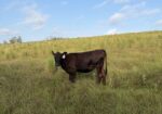 50% South Poll Heifers