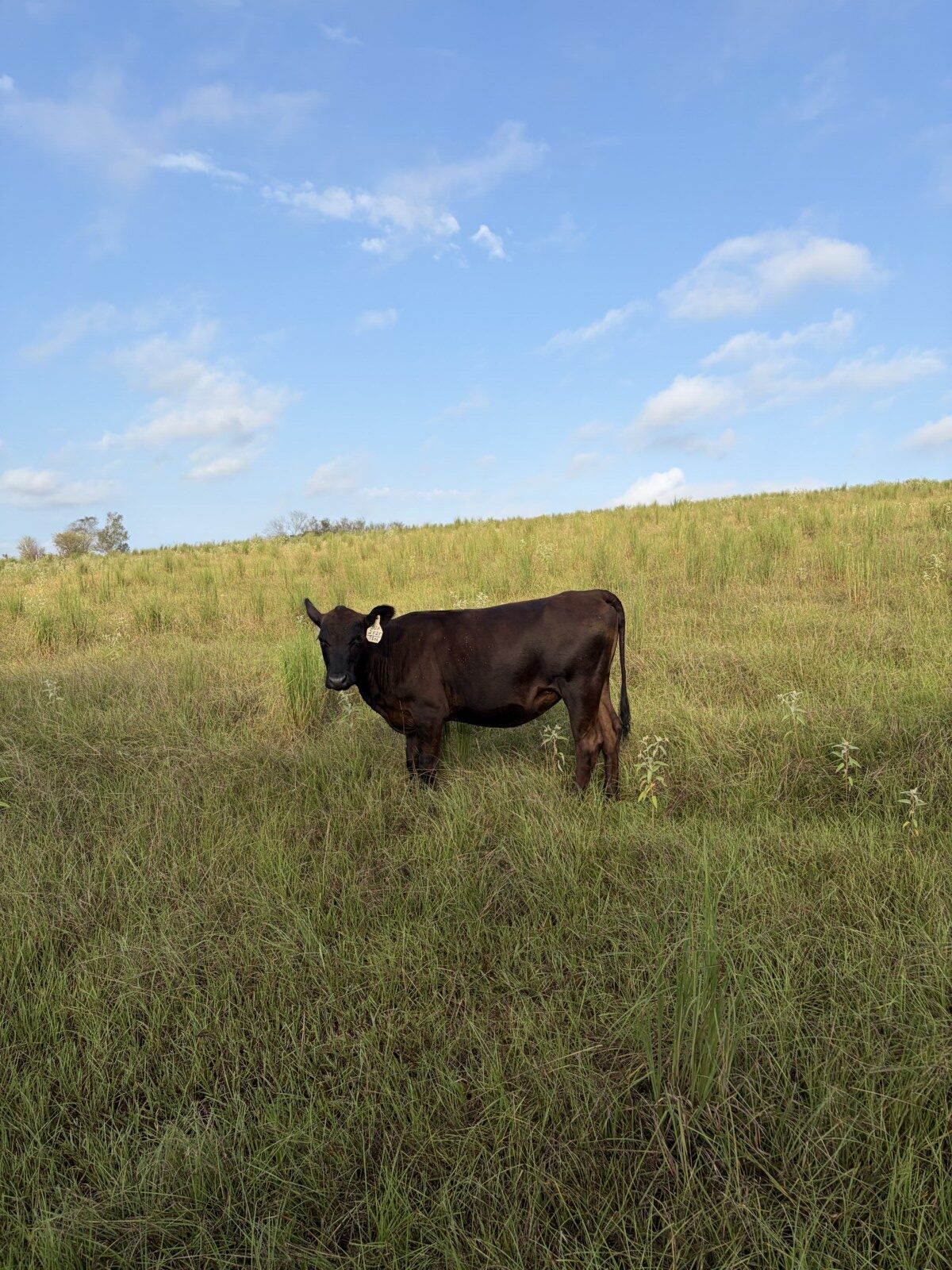 50% South Poll Heifers