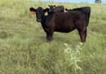50% South Poll Heifers