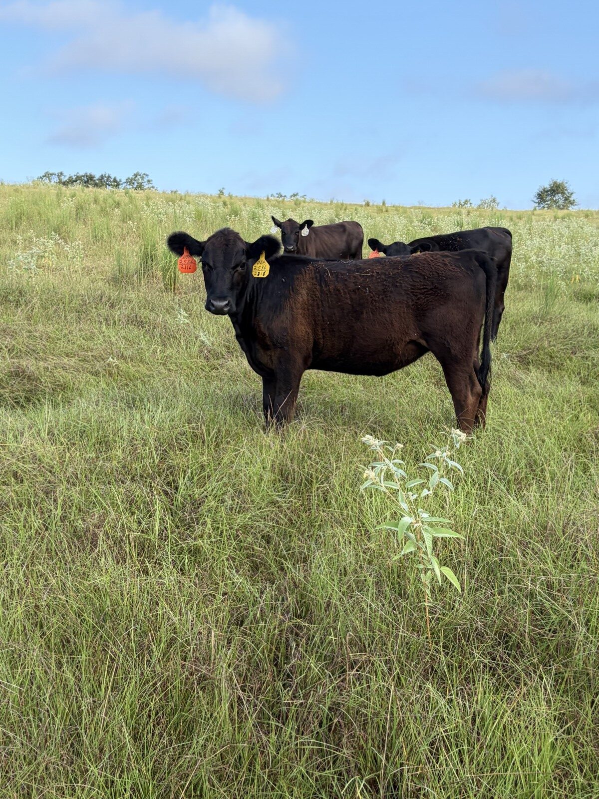 50% South Poll Heifers