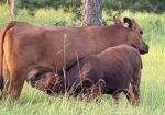 Two South Poll Bull Calves For Sale