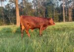 Two South Poll Bull Calves For Sale