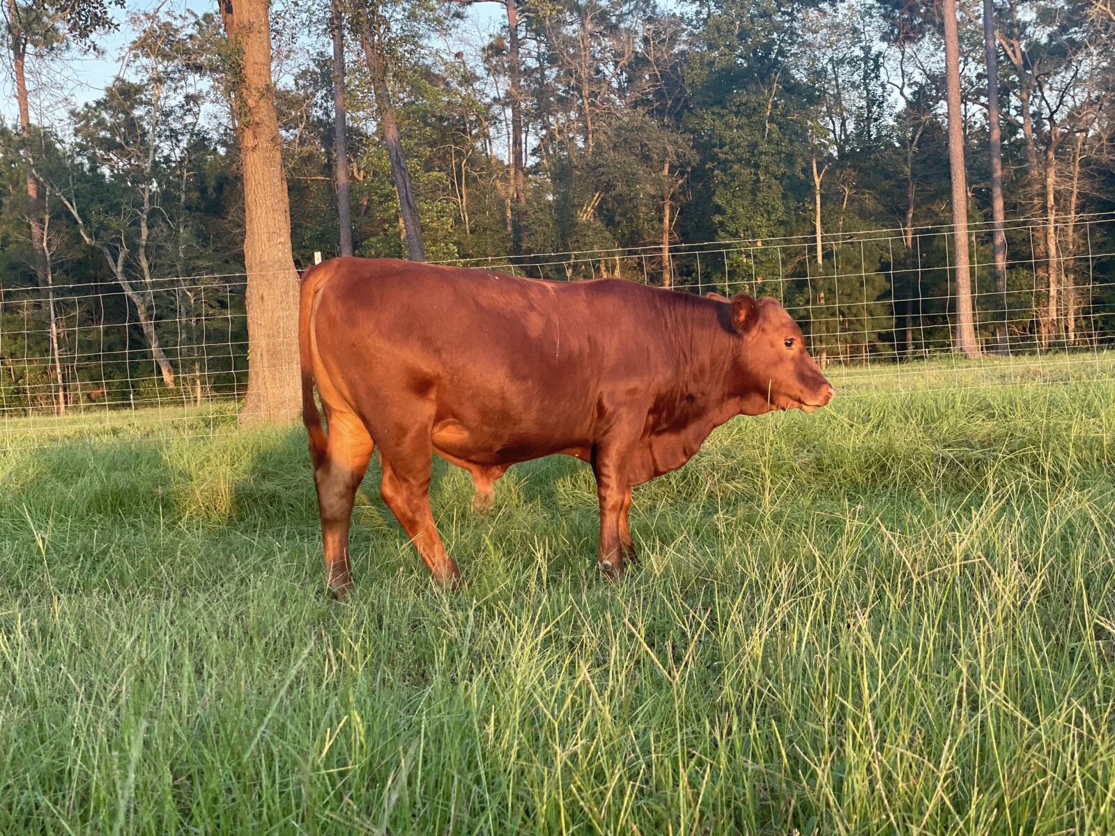 Two South Poll Bull Calves For Sale