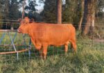 Two South Poll Bull Calves For Sale