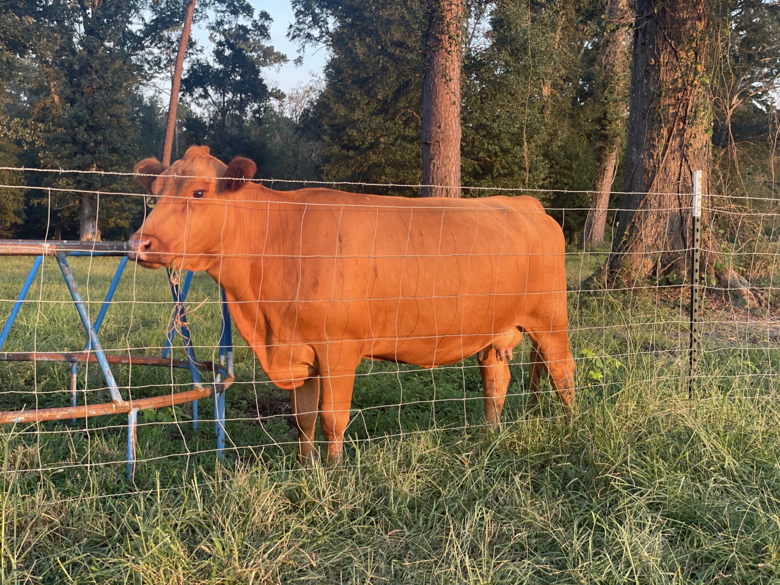 Two South Poll Bull Calves For Sale