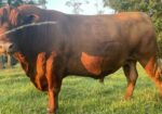 Two South Poll Bull Calves For Sale