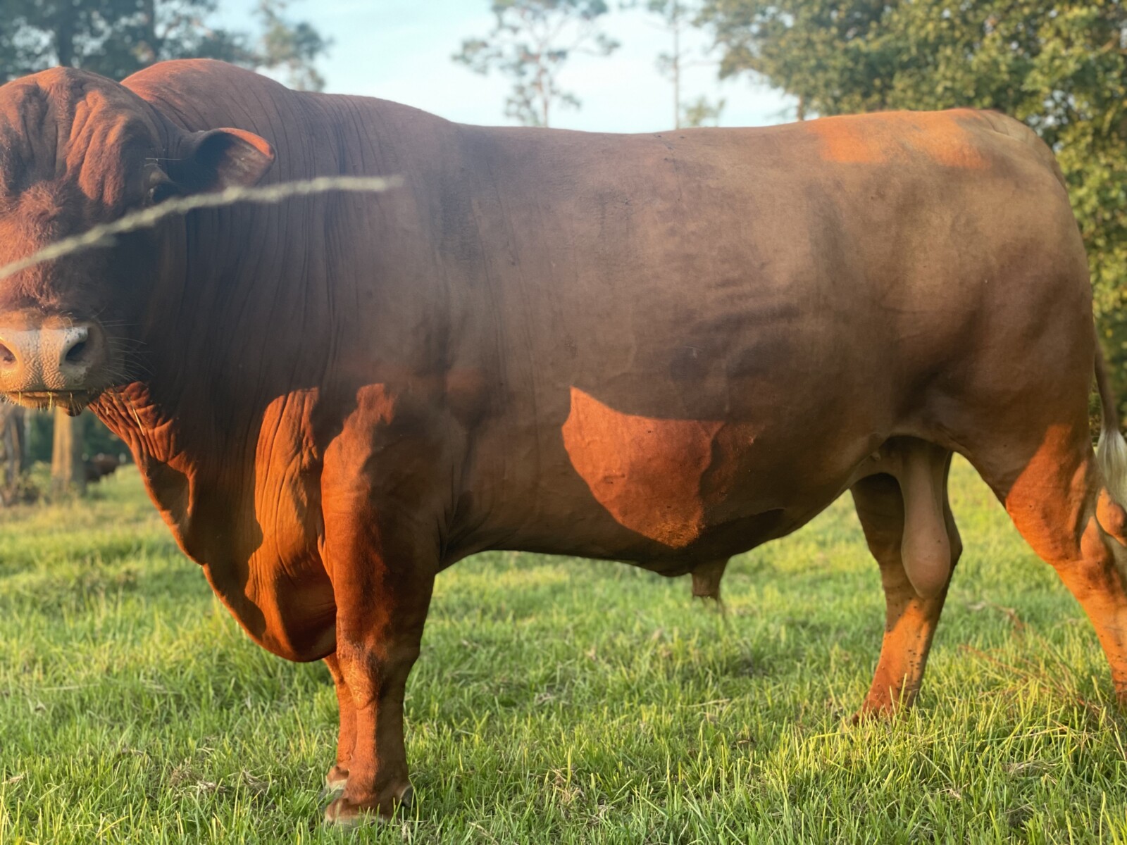 Two South Poll Bull Calves For Sale