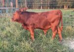 Two South Poll Bull Calves For Sale