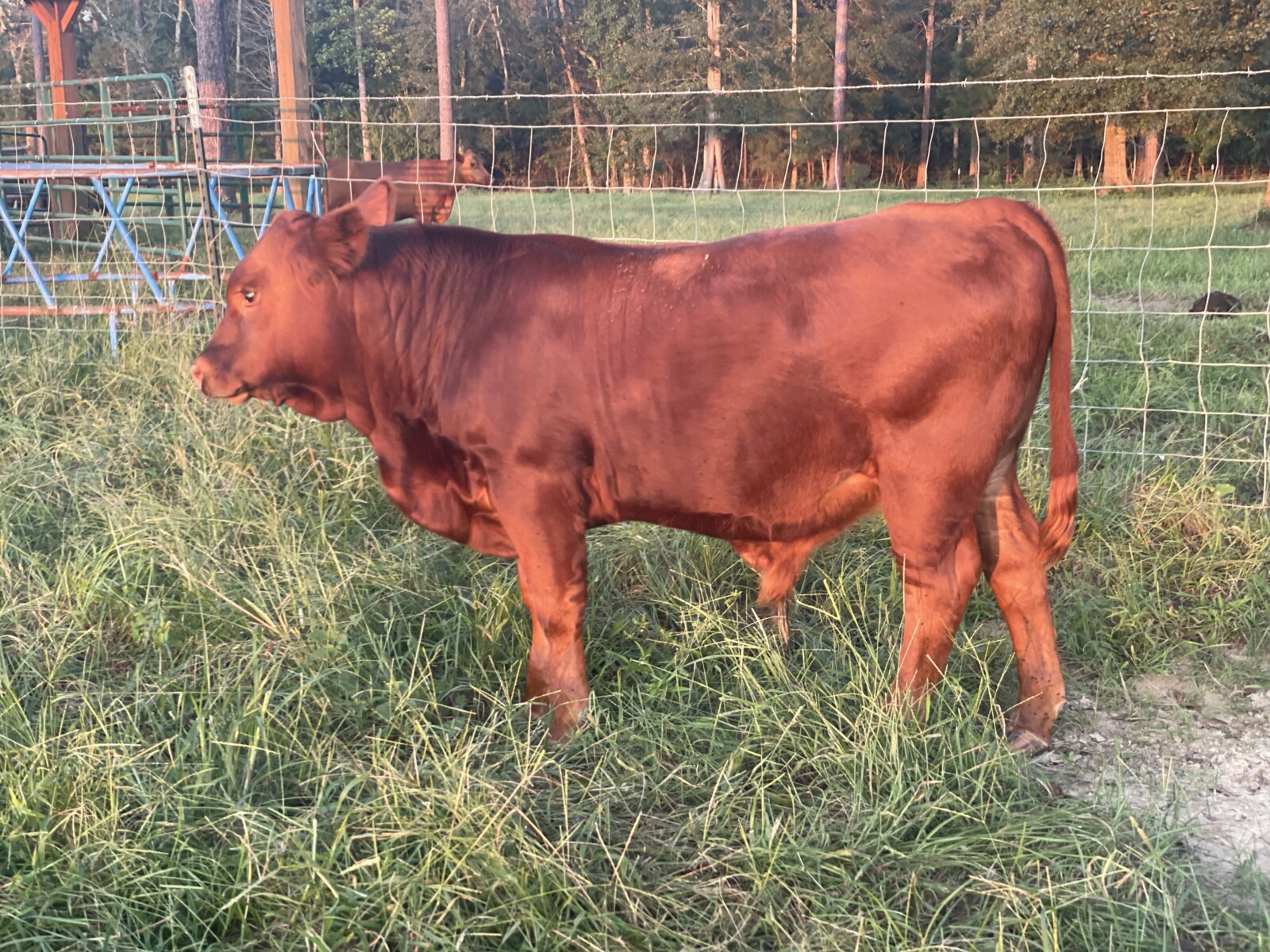 Two South Poll Bull Calves For Sale