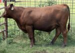 100% Registered, Purebred South Poll Bull For Sale