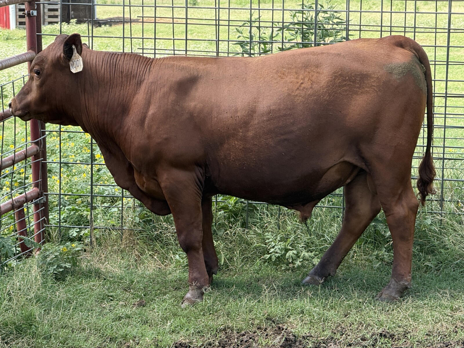 100% Registered, Purebred South Poll Bull For Sale