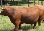 100% Registered, Purebred South Poll Bull For Sale