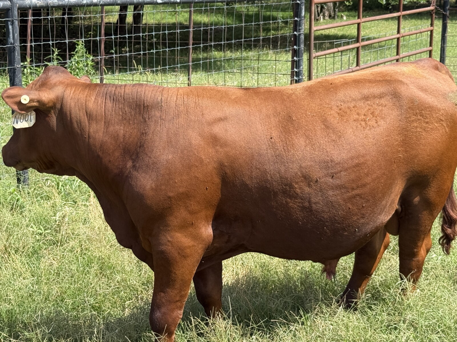 100% Registered, Purebred South Poll Bull For Sale