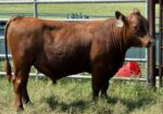 100% Registered, Purebred South Poll Bull For Sale