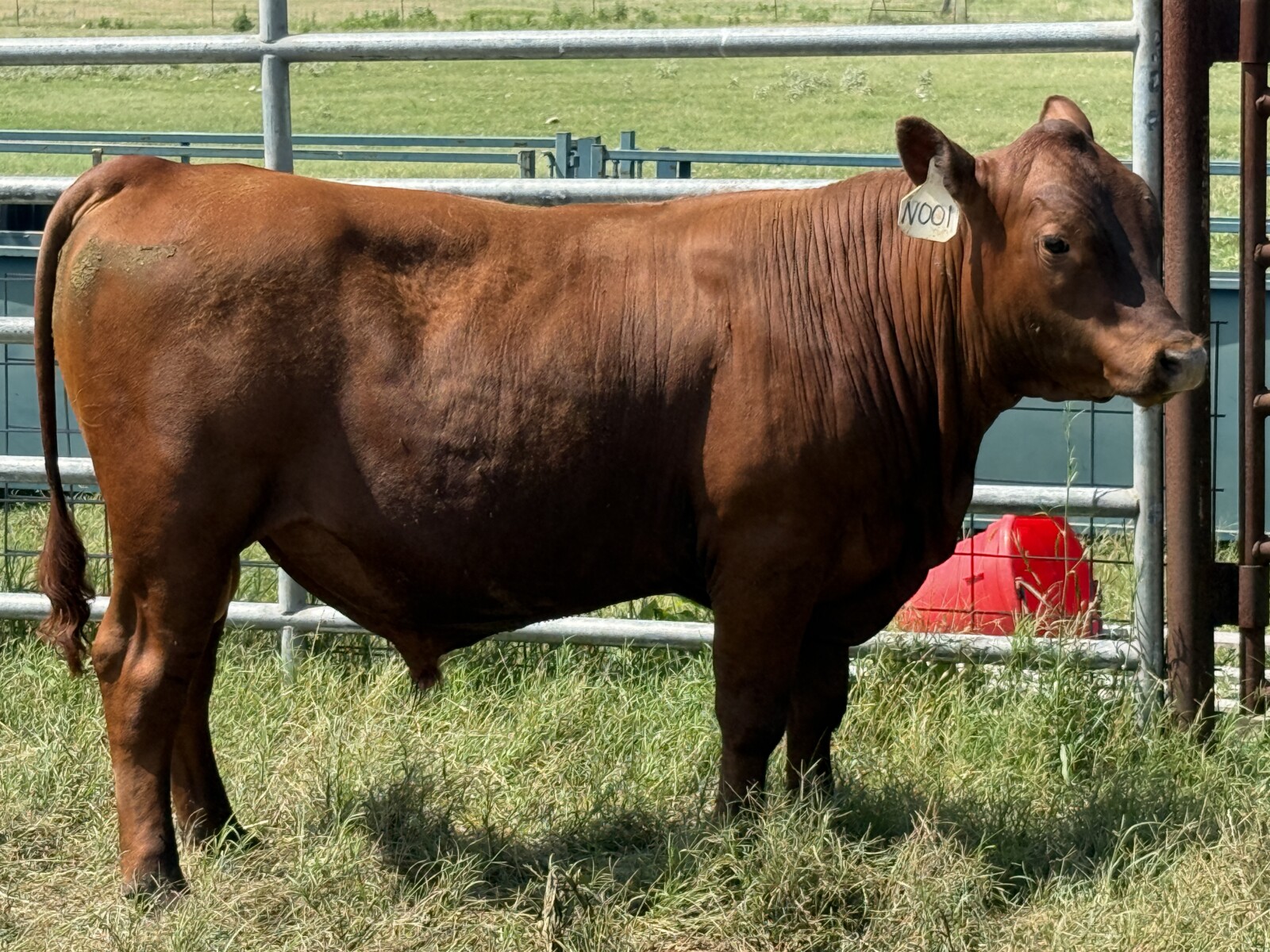100% Registered, Purebred South Poll Bull For Sale