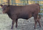 Commercial South Poll Bulls For Sale