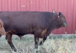 Commercial South Poll Bulls For Sale