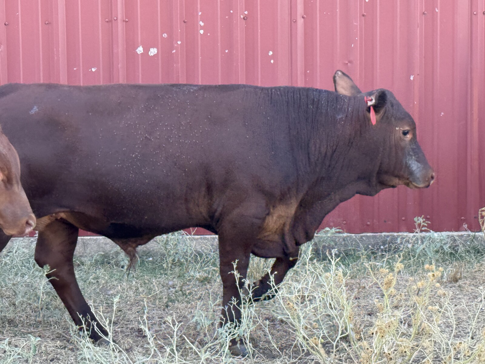 Commercial South Poll Bulls For Sale
